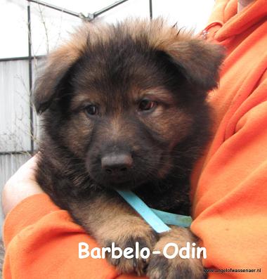 Barbelo-Odin